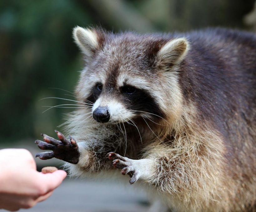 Wat als je nuttige dierenweetjes weet?